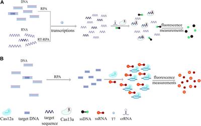 Advancements in the synergy of isothermal amplification and CRISPR-cas technologies for pathogen detection